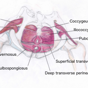 Pilates and the Pelvic Floor – by Marie Wittman, PhD – Pilates Intel ...