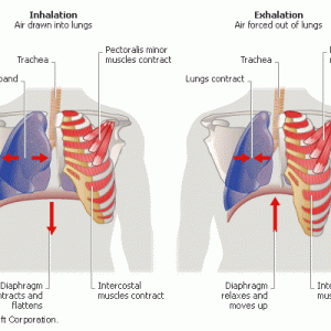 Take a Deep Breath – James Crader – Pilates Intel Online Newsletter for ...